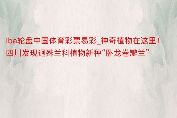 iba轮盘中国体育彩票易彩_神奇植物在这里！四川发现迥殊兰科植物新种“卧龙卷瓣兰”